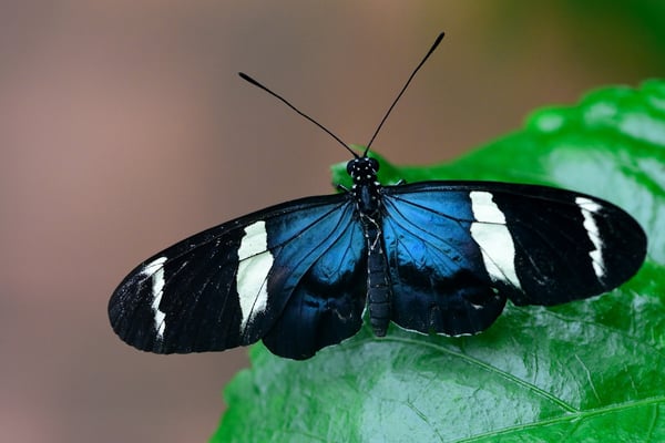 Sara Passionsfalter (Heliconius Sara)