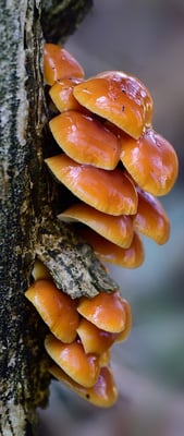 Gemeine Samtfußrübling (Flammulina velutipes); 3. Januar 2015; im Jardin Musette