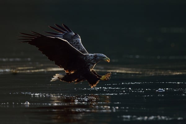 Seeadler (Haliaeetus albicilla) auf Fischfang, Flatanger Norwegen; 9.9.2015: The early eagle gets the fish!