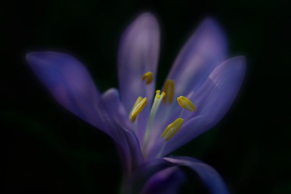 Frühlingslichtblume (Colchicum bulbocodium); Les Follatères (VS); 13.3.2016
