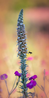 19 - Wilder Wollfingerhut mit Biene