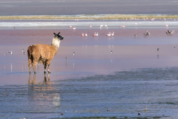 Lama am Ufer der Laguna Colorada, Bolivien