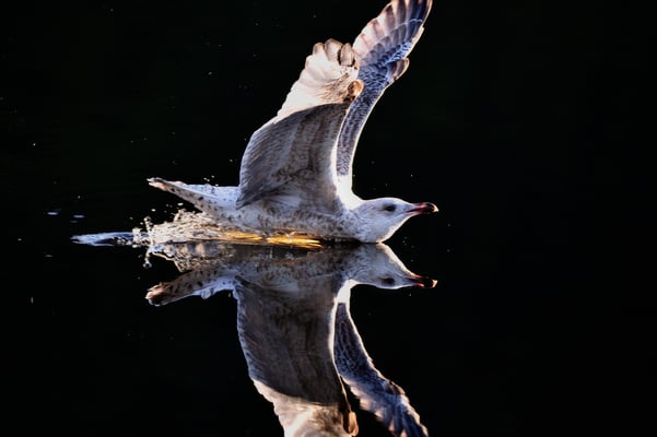 Möwen im anderen Licht