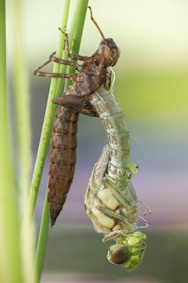 Libellenschlupf; Garten; 20. Juni 2020