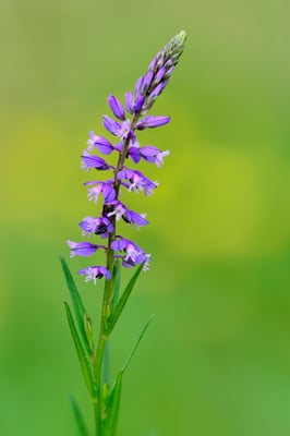 Gewögnliche Kreuzblume (Polygala vulgaris); 26.4.2015
