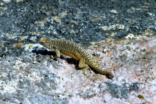 Erdleguan (Liolaemus fabiani), Salar de Atacama, Chile