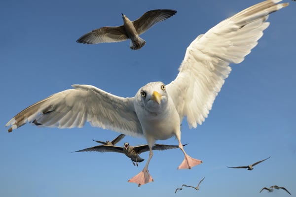 Herings- und Silbermöven (jung und alt); Flatanger 9.9.2015