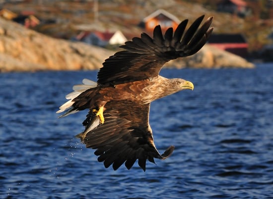 Weissschwanz-Seeadler Phase 4