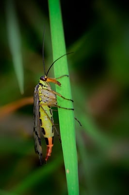 Skorpionsfliege (Panorpa communis) Weibchen