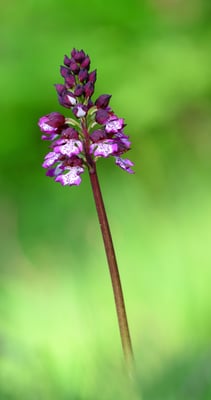 Purpur Knabenkraut (Orchis purpurea); 6. Mai 2016 Nätteberg
