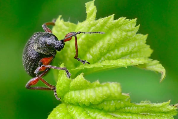 Schwarze Rüsselkäfer (Otiorhynchus coecus), 23. Mai 2015