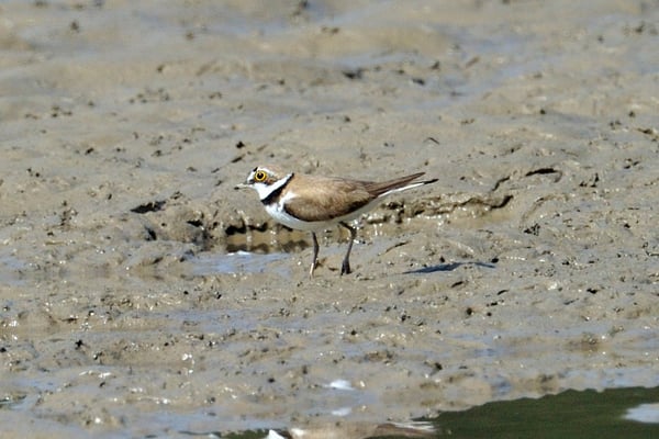 Flussregenpfeifer (Charadrius dubius)
