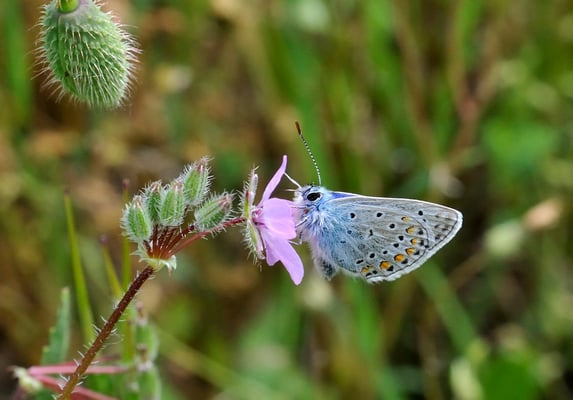 67 Hauhechel-Bläuling (Polyommatus icarus)