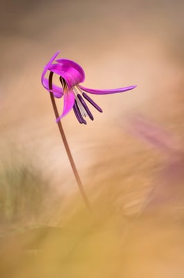 Hunds-Zahnlilie (Erythronium dens-carnis); Südschweiz; 20. März 2018