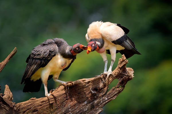 Königsgeier (Sarcoramphus papa)