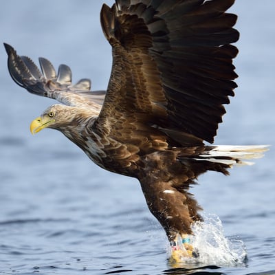 Seeadler (Haliaeetus albicilla) auf Fischfang, Flatanger Norwegen; 8.9.2015