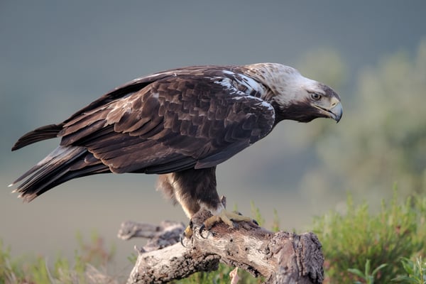 Spanischer Kaiseradler, Extremadura April 2017