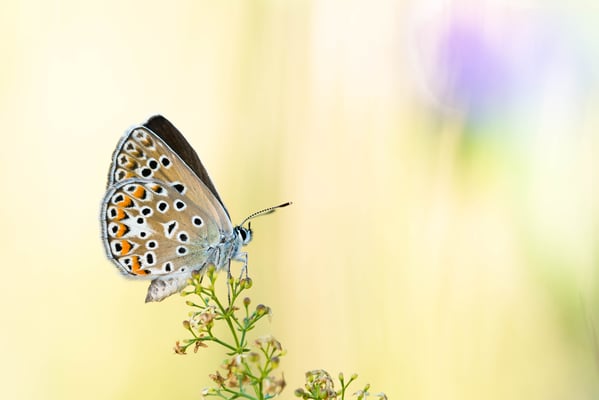 22 Escher Bläuling (Polyommatus escheri)