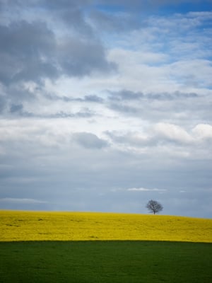 Raps im Luzerner Hinterland; Bodenberg (Ettiswil LU); 12. Mai 2021