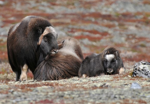 Moschusochsen im Dovrefjell