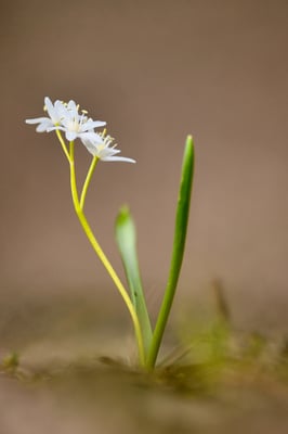 Die Blausterne (Scilla), als Trivialname auch „Szilla“; Albino; 25.2.2018