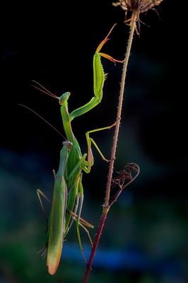 Europäische Gottesanbeterin (Mantis religiosa); 11. August 2018, Nordwestschweiz
