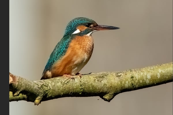 Eisvogel, 14. April 2013