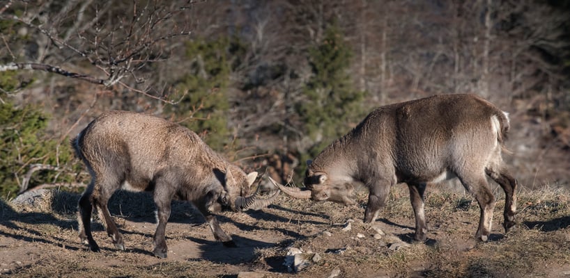 Die jüngsten Steinböcke spielen Rivalitis; 9.12.16; Creux du Van