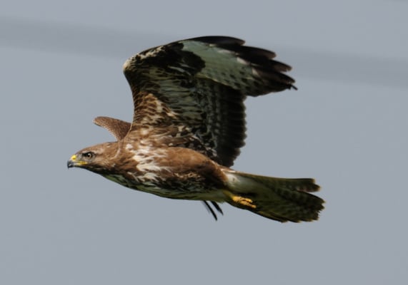 Mäusebussard (Buteo buteo)