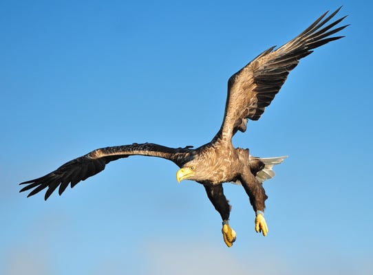 Weissschwanz-Seeadler Phase 1