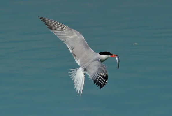 Fluss-Seeschwalbe (Sterna hirundo)