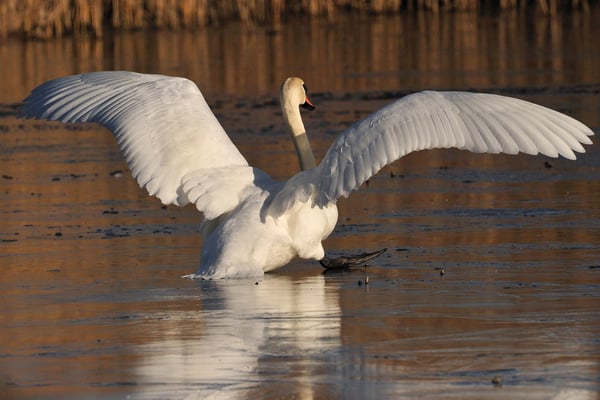 Höckerschwan | Cygnus olor | ; Champ Pittet; 01-14-12; Übungen auf Eis