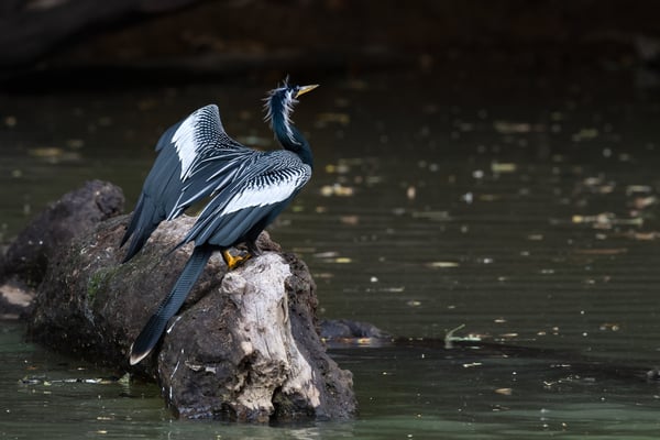 Amerikanischer Schlangenhalsvogel (Anhinga anhinga)