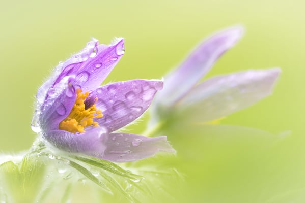 Gewöhnliche Kuhschelle (Pulsatilla vulgaris), 19. März 2017