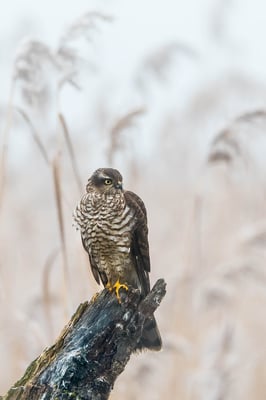 Sperber (Accipiter nisus); 9. Dezember 2016; Champ Pittet
