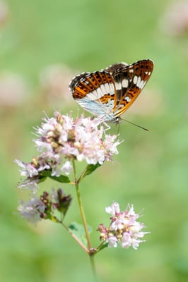 Kleiner Eisvogel; Isenthak, 10. Juli 2019