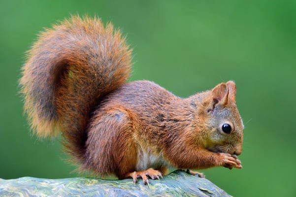 Eichhörnchen (Sciurus vulgaris); im Wald bei Lauvsnes (Flatanger NO); 8.9.2015
