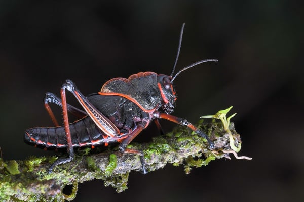 junge Lümmelheuschrecke (eastern lubber grasshopper, Romalea microptera) ist auch erwachsen mit ihren kurzen Flügeln nicht flugfähig; Costa Rica 2018