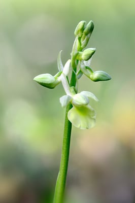 Blasses Knabenkraut (Orchis pallens);19.4.2015