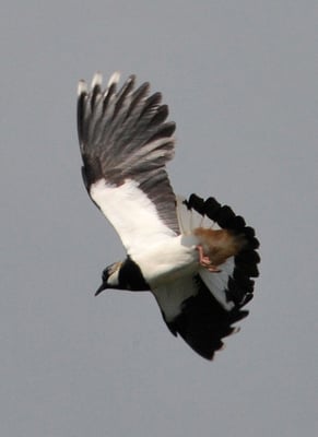 Kiebitz (Vanellus vanellus)