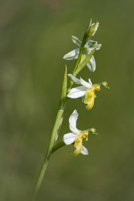 Gelber Bienenragwurz (Ophrys apifera basiliensis); 2. Juni 2017