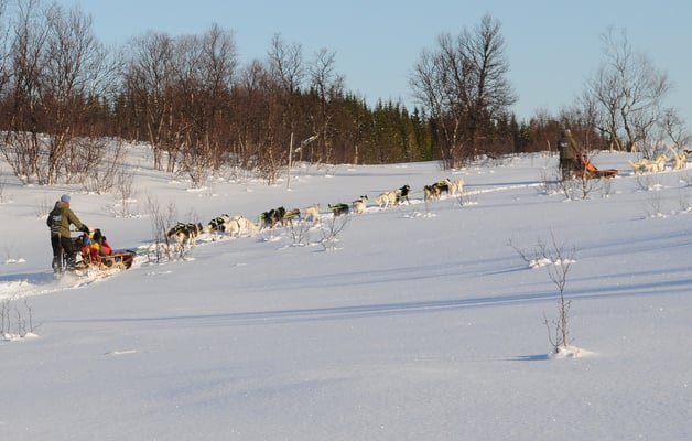 Hundeschlittenfahrt Nähe Tromsö