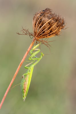 Europäische Gottesanbeterin (Mantis religiosa); 16. August 2018, Nordwestschweiz