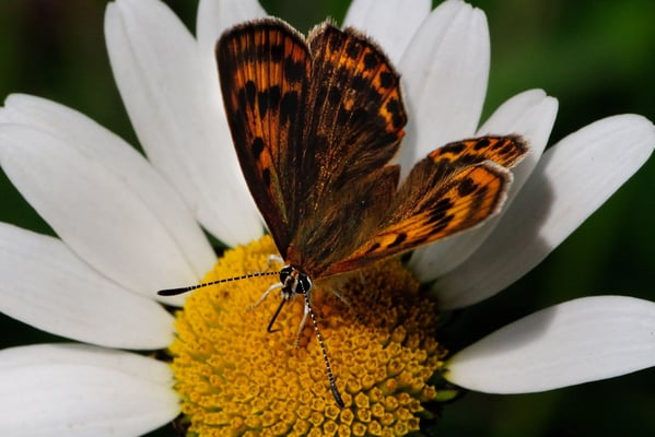 48 Brauner Feuerfalter (Lycaena tityrus), Weibchen