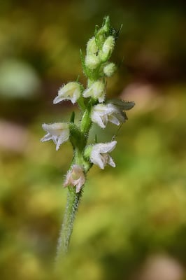 Moosorchis (Goodyera repens); Welschenrohr; 26. Juli 2015