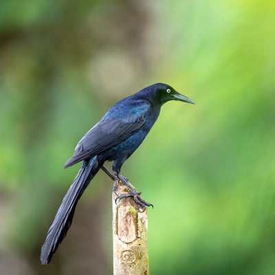 Dohlengrackel (Quiscalus mexicanus); 12.5.2018