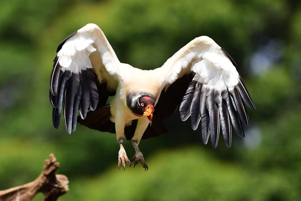 Königsgeier (Sarcoramphus papa)