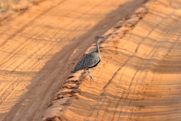 Oustalettrappe (Eupodotis gindiana)