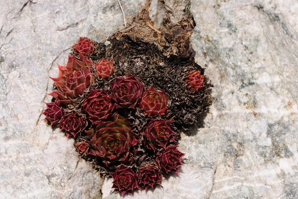 Hauswurz als Felseinschluss