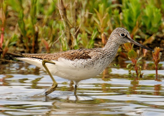 Grünschenkel (Tringa nebularia); Flachsee; 21-4-2012